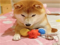 进口狗粮出售 宠物食品与用品零售指南